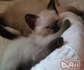 洪亮教会猫咪运用猫洞