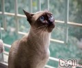 让暹罗猫听话小好方法