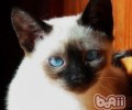 猫咪对主人忠心吗