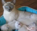 洪亮纠正猫咪上床尿尿习气