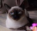 怎样纠正猫咪挠人抓人的坏习惯