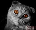 猫咪的牙齿疾病有哪些