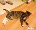 猫奴有必要重视的几件事之猫咪肥壮
