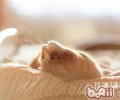 怎么应对猫咪的一些小毛病