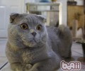猫咪弓形虫的防备
