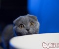 猫咪打呼噜的隐秘