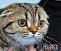 你知道猫咪怎么亲吻你的吗