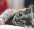 养殖猫咪之前要注意的十大问题
