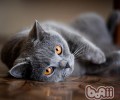 猫咪的牙齿有多少颗
