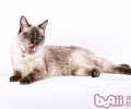 猫咪性情剖析