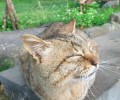 猫咪很冷酷，这事靠不靠谱？