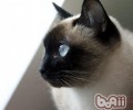猫咪会伪装睡觉吗