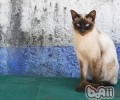 暹罗猫好养吗