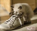 猫咪卫生要时间坚持