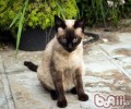 猫咪什么时候能够到达性成熟