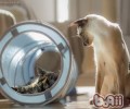 养猫必备用品有哪些