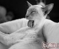 小猫腿变形怎么办