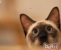 猫咪的夜游行为你了解吗