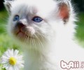室内养猫咪怎么坚持卫生