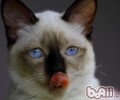 猫咪日常用品要及时清洁消毒