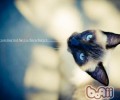 怎么正确的抱猫和捉猫
