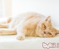 给猫咪剪趾甲能够避免被抓