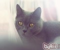 猫咪怎么向主人示好
