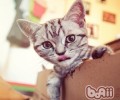 猫咪感染耳螨的损害