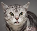 英国短毛猫寿数有多久