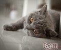 英国短毛猫繁衍的注意事项