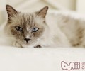 什么种类的猫咪比较好养殖