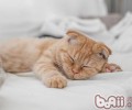你的猫咪爱撒娇吗