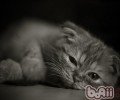 怎么处理新老猫咪之间的联系