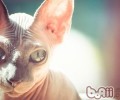 十一猫咪寄养注意事项