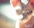 猫咪的体型有哪几种