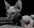 怎么避免圈养的猫咪逃跑