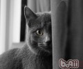 猫咪习性了解