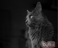 猫咪什么时候开端成为宠物