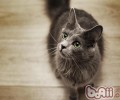 猫咪的根本美容有哪些