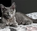 猫咪香波首要分为四种类型