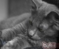 十一带着猫咪游览需求哪些配备