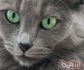你的猫咪信赖你吗