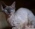 猫咪四季护理注意事项