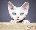 好睡觉对猫咪很重要