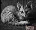 猫咪性别不同性情也会不同