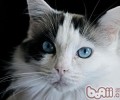 猫咪为什么不能吃巧克力