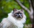 养猫人的性情