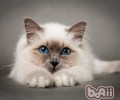 猫抓病能治好吗