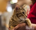 猫咪不吃不喝怎么办