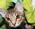 猫罐头多久喂一次